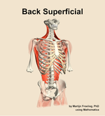 Muscles of the superficial compartment of the back - orientation 12