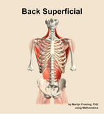 Muscles of the superficial compartment of the back - orientation 13