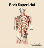 Muscles of the superficial compartment of the back - orientation 14