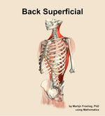 Muscles of the superficial compartment of the back - orientation 15