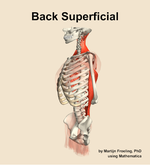 Muscles of the superficial compartment of the back - orientation 16