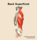 Muscles of the superficial compartment of the back - orientation 2