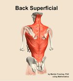 Muscles of the superficial compartment of the back - orientation 4