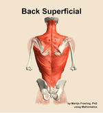 Muscles of the superficial compartment of the back - orientation 5