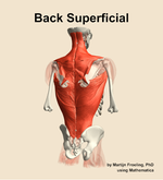 Muscles of the superficial compartment of the back - orientation 6