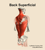 Muscles of the superficial compartment of the back - orientation 7
