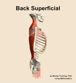 Muscles of the superficial compartment of the back - orientation 9
