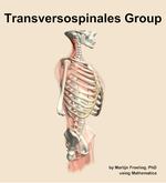 The transversospinales group muscle of the back - orientation 10