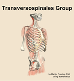 The transversospinales group muscle of the back - orientation 11