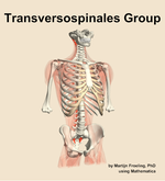 The transversospinales group muscle of the back - orientation 12