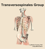The transversospinales group muscle of the back - orientation 14