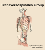 The transversospinales group muscle of the back - orientation 15