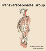 The transversospinales group muscle of the back - orientation 16