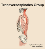 The transversospinales group muscle of the back - orientation 2