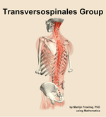 The transversospinales group muscle of the back - orientation 3