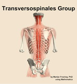 The transversospinales group muscle of the back - orientation 5