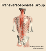 The transversospinales group muscle of the back - orientation 6