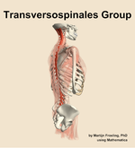The transversospinales group muscle of the back - orientation 8