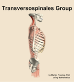 The transversospinales group muscle of the back - orientation 9