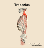 The trapezius muscle of the back - orientation 1