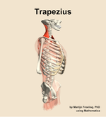 The trapezius muscle of the back - orientation 10