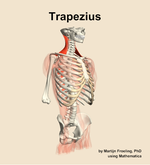 The trapezius muscle of the back - orientation 11