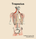 The trapezius muscle of the back - orientation 12