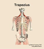 The trapezius muscle of the back - orientation 13