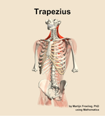 The trapezius muscle of the back - orientation 14