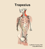 The trapezius muscle of the back - orientation 15