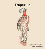 The trapezius muscle of the back - orientation 16
