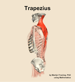 The trapezius muscle of the back - orientation 2