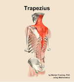 The trapezius muscle of the back - orientation 3