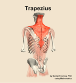 The trapezius muscle of the back - orientation 4