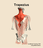 The trapezius muscle of the back - orientation 6