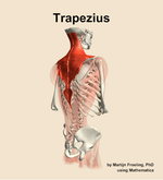 The trapezius muscle of the back - orientation 7