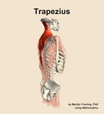 The trapezius muscle of the back - orientation 8