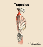 The trapezius muscle of the back - orientation 9