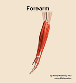 Muscles of the Forearm - orientation 1