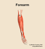 Muscles of the Forearm - orientation 10