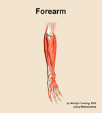 Muscles of the Forearm - orientation 11