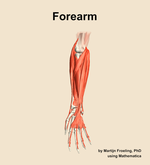 Muscles of the Forearm - orientation 12