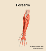 Muscles of the Forearm - orientation 13