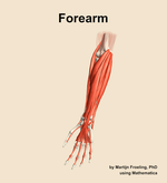 Muscles of the Forearm - orientation 14