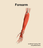 Muscles of the Forearm - orientation 15