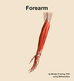 Muscles of the Forearm - orientation 16