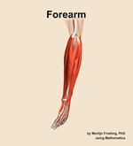 Muscles of the Forearm - orientation 2