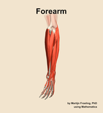 Muscles of the Forearm - orientation 3