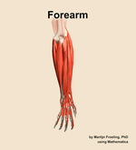Muscles of the Forearm - orientation 4