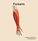 Muscles of the Forearm - orientation 5